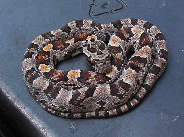 Alabama Corn Snake